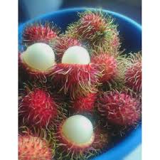 Penasaran olahan rambutan apa saja yang bisa kamu coba? Buy Rambutan Gula Batu Pokok Rambutan Gula Batu Seetracker Malaysia