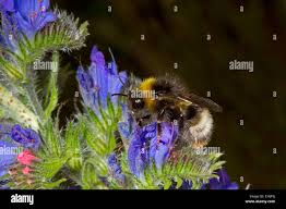 Image result for Bombus sylvestris