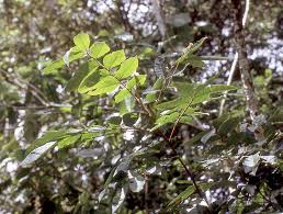 Image result for Lepidotrichilia volkensii