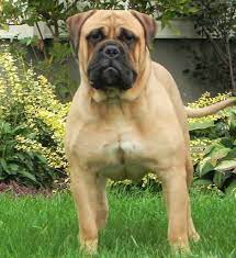 Centurion Bullmastiffs Bullmastiff Breeder Montreal California Canada Bull Mastiff Mastiffs English Mastiff