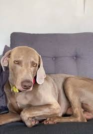 Elimina pulgas y garrapatas de tu perrito con Nexgar | Royalpet Perú |  TikTok