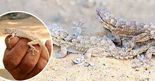 Maybe you would like to learn more about one of these? Ù…ØªØ¶Ø±Ø¨Ù‡ÙˆØ´ Ø¨Ø§Ù„Ø´Ø¨Ø´Ø¨ ØªØ§Ù†Ù‰ Ø§Ù„Ø¨Ø±Øµ Ø§Ù„Ø¯ÙŠÙ†Ø§ØµÙˆØ± Ø§Ù„Ù…ØµØ±Ù‰ Ø§Ù„ØµØºÙŠØ± ÙŠØµØ¯Ø± Ø¨Ù€10 Ø¯ÙˆÙ„Ø§Ø±Ø§Øª Ùˆ Ø§Ù„Ø­Ø³Ø§Ø¨Ø© Ø¨ØªØ­Ø³Ø¨ Ø§Ù„ØªØ¬Ø§Ø±Ø© ØªÙ†ØªØ´Ø± ÙÙ‰ Ù‚Ø±ÙŠØ© Ø£Ø¨Ùˆ Ø±ÙˆØ§Ø´ Ø£Ø¨Ùˆ Ø¹ÙŠÙ† ÙˆØ§Ø³Ø¹Ø© ÙˆØ§Ù„Ø£Ø±Ø¨Ø¹ Ù†Ù‚Ø§Ø· ÙˆØ£Ø¨Ùˆ ÙƒÙ Ø£Ø¨Ø±Ø² Ø§Ù„Ø£Ù†ÙˆØ§Ø¹ ÙˆØ£ÙˆØ±ÙˆØ¨Ø§ ÙˆØ¢Ø³ÙŠØ§ Ø£Ø¨Ø±Ø² Ø§Ù„Ù…Ø³ØªÙˆØ±Ø¯ÙŠÙ†