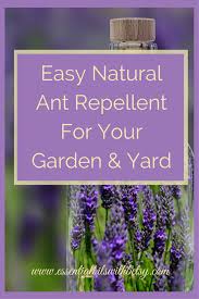 Check spelling or type a new query. How To Get Rid Of Ants Naturally With A Nontoxic And Easy Diy Spray Are You Looking For A Safe Natural Ant Repellent Ant Repellent Rid Of Ants Insect Spray