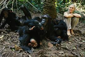 Image result for jane goodall tanzania