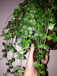 Epingle Sur Mygardenanswers
