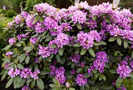 Faire des boutures de bambou. Realiser Une Bouture De Rhododendron Gamm Vert