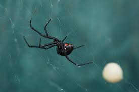 The easiest way to tell if a spider is a black widow is to look for the shiny black coloring and distinctive crimson markings on the abdomen of the females. Where Do Black Widow Spiders Live Worldatlas