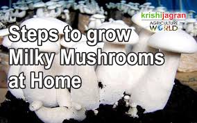 Mushroom cultivation is one of the best money earning source from home for house wife and farmers. Steps To Grow Milky Mushrooms At Home