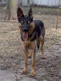 German shepherd puppies for sale in pa, as well as indiana, new york, ohio and other states.feel free to browse classifieds placed by german. Cute German Shepherd Lab Mix Puppies For Sale In Wisconsin L2sanpiero