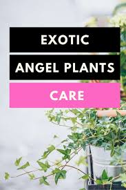 Exotic angel is not a variety of plant; Exotic Angel Plants Best Care Tips