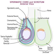 Image result for Scrotum
