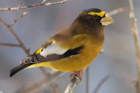 With just 15 minutes of your time, you can help scientists better. It S Time For The Great Backyard Bird Count Birdwatching