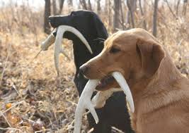 Antlers are made up of mainly calcium and phosphorus, but also includes other vital minerals such as potassium, magnesium, iron, sulphur and zinc. Tips For Training Your Dog How To Find Shed Antlers Legendary Whitetails Legendary Whitetail S Blog