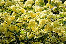 Check spelling or type a new query. Rosa Banksiae Lutea Lady Banks Rose