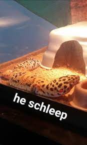 Leopard geckos can and certainly do yawn. Does Anyone Else S Gecko Sleep Like This Leopardgeckos