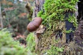 Essen Oder Besser Nicht Pilze Pilz Mushroom Shitake Shitakemushrooms Plants Food