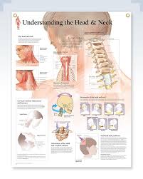 Image result for Neck Exam