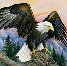 Kumpulan gambar tentang sketsa gambar burung elang, klik untuk melihat koleksi gambar lain di kibrispdr.org. 87 Koleksi Gambar Sketsa Burung Elang Jawa Terbaik Gambar Hewan