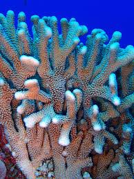 Image result for Corallocarpus welwitschii