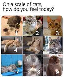 Solid 5 You Cats Funny Cat Pictures Animals