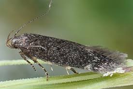 Image result for Bryotropha similis