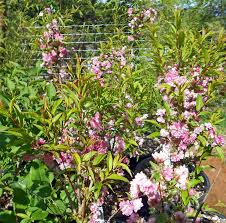 We did not find results for: Prunus Glandulosa Sinensis Double Pink Flowering Almond For Sale