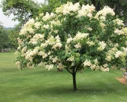 A uniform selection of japanese tree lilac introduced by sheridan nursery of ontario. Lilac Ivory Silk Plant Profile Sylvan Gardens Landscape Contractors