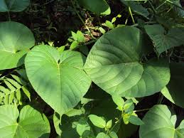 Image result for Cissus glaucophylla