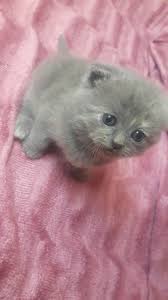 satilik british shorthair panosundaki pin