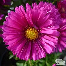 Image result for Asters `Jenny
