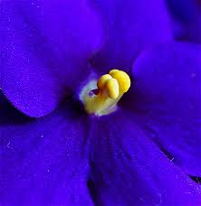 African Violet