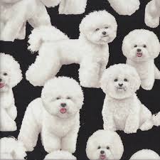 Look at pictures of bichon frise puppies who need a home. Bichon Frise Dogs On Black Pet Animal Quilting Fabric Find A Fabric