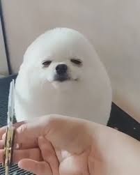 The Egg Dog In 2020 Cute Dogs Cute Animals Funny Dogs