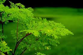 Maybe you would like to learn more about one of these? Manfaat Tersembunyi Pohon Kelor Dari Ajimat Kesaktian Hingga Menjernihkan Air Semua Halaman Suar