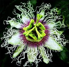 Image result for Passiflora edulis