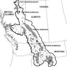 Among the mammals who inhabit this dangerous terrain include grizzly bears. Study Area In The Rocky Mountains Of Canada And The United States Download Scientific Diagram