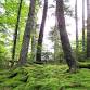 Old Growth Woods — Burroughs Audubon Nature Club