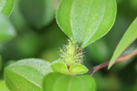Image result for Heterotis decumbens