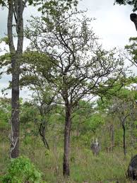 Image result for Cassipourea