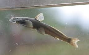 Image result for Memecylon rovumense