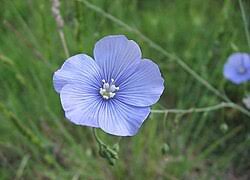 Image result for Linum