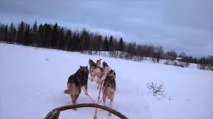Finlandiya Da Husky Kizak Turu Gezi Notlarim Youtube