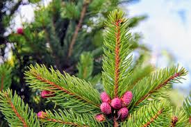 This tree should only be grown in full sunlight. Picea Abies Cupressina Norway Spruce Conifer Kingdom
