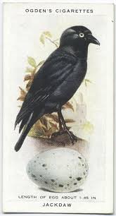 Birds And Their Eggs Pictures Pin By J J On Egg In London Jackdaw Birds Botanical Illustration Vintage