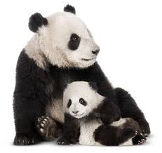 Please, try to prove me wrong i dare you. Mammals True Or False Quiz Quiz Animals And Nature Lessons Dk Find Out