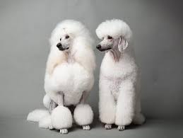 North Shore Region News Local Newspapers North Shore Sydney Local Community News Nsw Mosman Daily No Pretty Poodles Poodle Dog Standard Poodle Haircuts