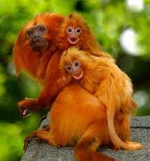 Bright Orange Monkey With Her Two Happy Kids Go To Www Yourtravelvideos Com Or Just Click On Photo For Home Videos And Animals Beautiful Cute Animals Animals