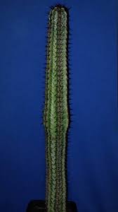 Image result for Euphorbia confinalis