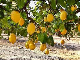 1 355 Rama De Arbol De Clementina Fotos Libres De Derechos Y Gratuitas De Dreamstime