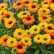 Image result for Crateranthus congolensis